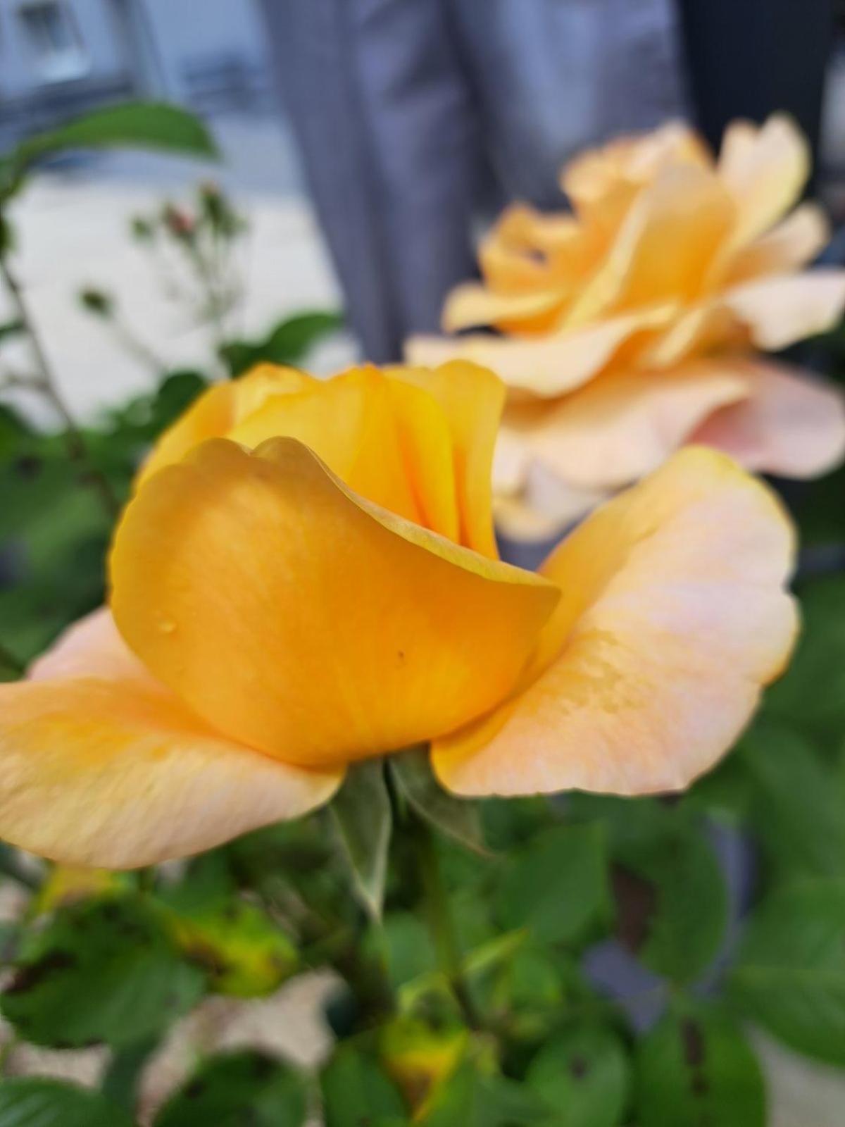 Apartmani Habibi Jalzabet Buitenkant foto